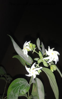 Dare you call yourself backward