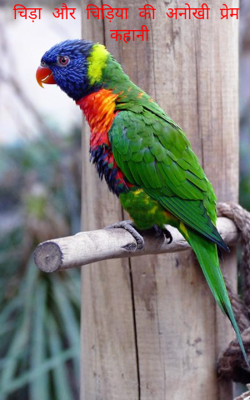 चिड़ा और चिड़िया की अनोखी प्रेम कहानी