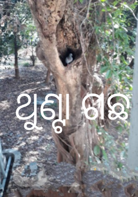 ଥୁଣ୍ଟା ଗଛ