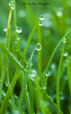 Love Thy Oyster!
