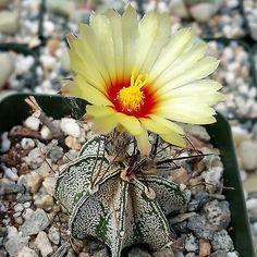 સાવ અમસ્તું