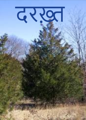 दरख़्त