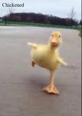 Chickened Out!