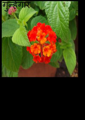 गुन्हेगार