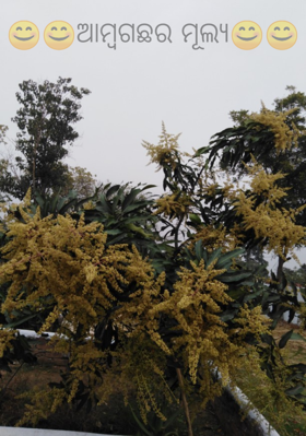 ଆମ୍ବଗଛର ମୂଲ୍ୟ