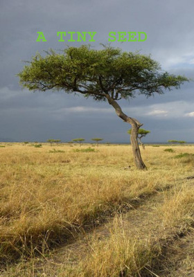 A TINY SEED