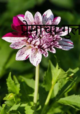 प्रेमाचा गुलाब