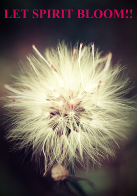 LET SPIRIT BLOOM!!