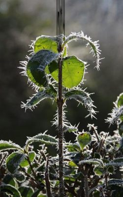 निर्लेप