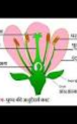 पुष्प के भाग