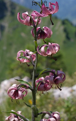 शिवनेरी