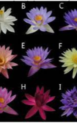 नवरात्री डायरी सीझन 2  कथास्पर्धा