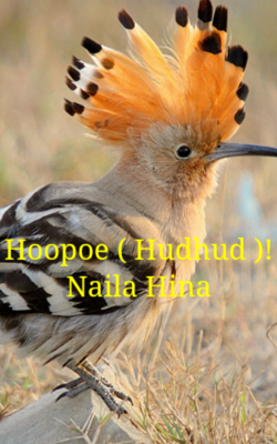 Hoopoe ( Hudhud )!
