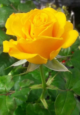 नन्हे बच्चे नन्ही नन्ही उम्मीद