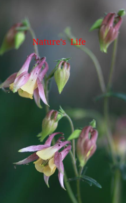 Nature's  Life