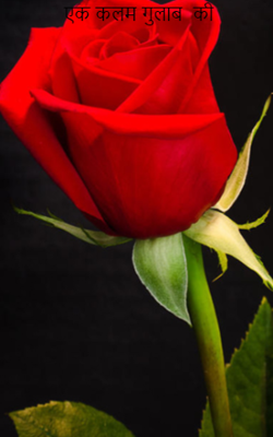 एक कलम गुलाब  की