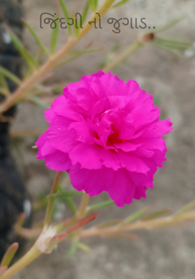 જિંદગીનો જુગાડ