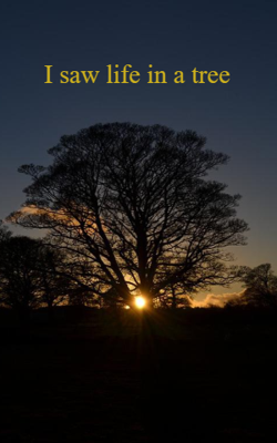I Saw Life In A Tree