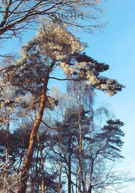 સુપરમેન