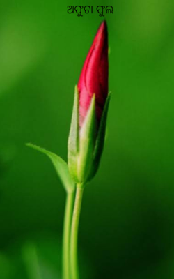 ଅଫୁଟା ଫୁଲ