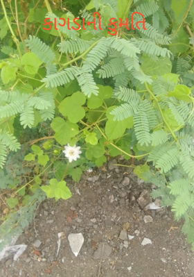 કાગડાની કુમતિ