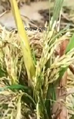 ଚାଷୀଙ୍କ ଦୁଃଖ.....