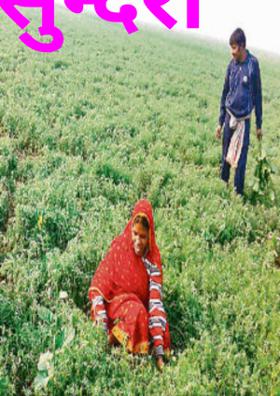 कृषक सुन्दरी