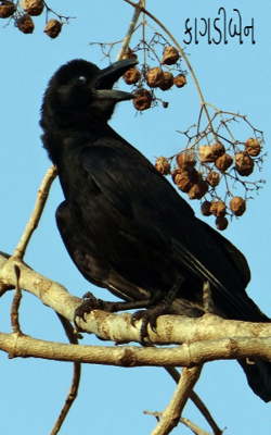 કાગડીબેન