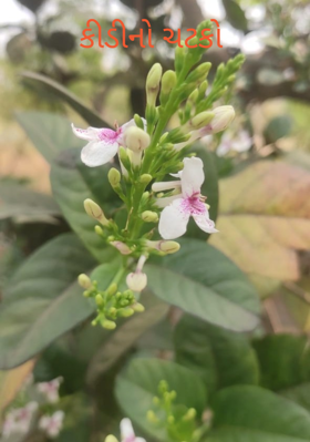 કીડીનો ચટકો