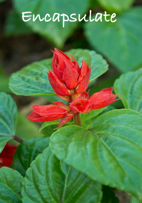 Encapsulate
