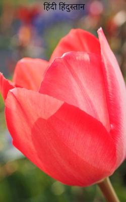 हिंदी हिंदुस्तान