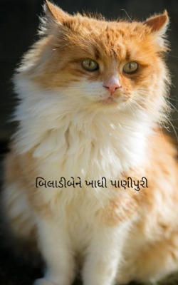 બિલાડીબેને ખાધી પાણીપુરી