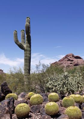 अतृप्त चाह