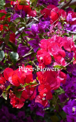 Paper-Flowers