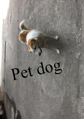 Pet Dog