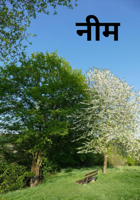 नीम