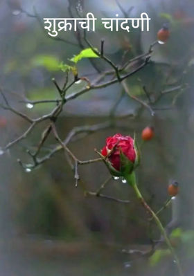 शुक्राची चांदणी