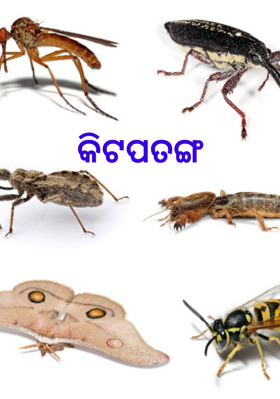 କୀଟପତଙ୍ଗ