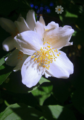 ജാസ്മിൻ 🌼