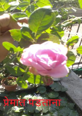 प्रेमात पडताना