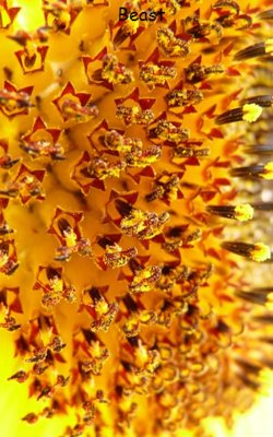Beast