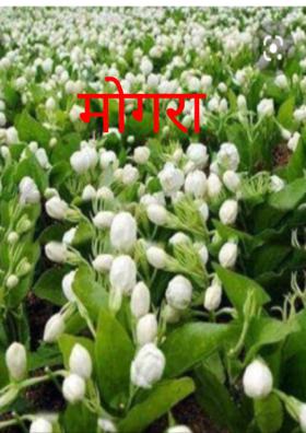 मोगरा