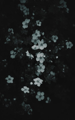 Whispers Of Distress