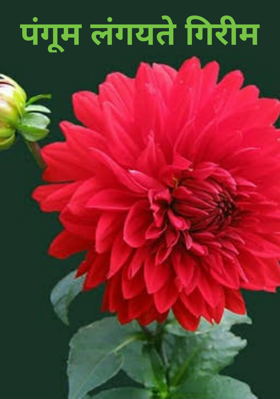 पंगूम लंघयते गिरीम