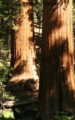 एक लीटर पानी से पेड़ उगाना