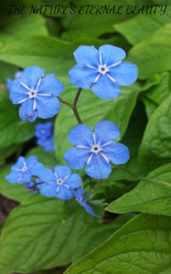 NATURE'S ETERNAL BEAUTY