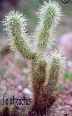 Lie Of Cactus