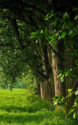 हरभऱ्याचे झाड