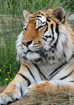 ଜଙ୍ଗଲ ବାଘ 