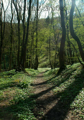 ಮಾಮರ ಚಿಗುರಿತು